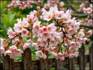 Kwiaty, Płot, Jasnoróżowe, Gałązka, Drzewo owocowe