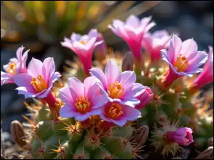 Kwiaty, Kaktus, Kwitnący, Różowe