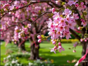 Różowe, Grafika AI, Drzewa, Kwitnące, Kwiaty