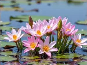 Liście, Różowe, Lilie wodne, Woda
