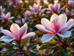 Zbliżenie, Magnolie, Jasnoróżowe