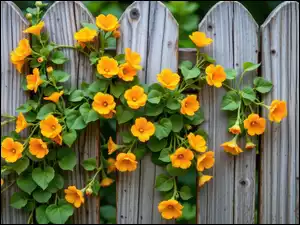 Kwiaty, Sztachety, Żółte, Pnące, Płot