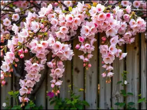 Płot, Różowe, Kwiaty, Gałązki