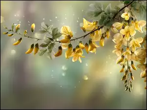 Żółty złotokap w grafice