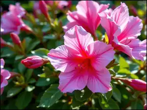 Kwiaty, Hibiskus, Różowe