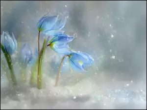 Niebieskie kwiaty cebulicy syberyjskiej w śniegu
