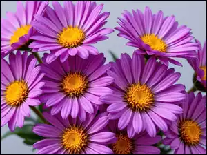Aster, Purpurowy