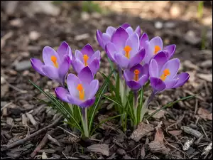 Kwiaty, Kora, Fioletowe, Krokusy, Ziemia