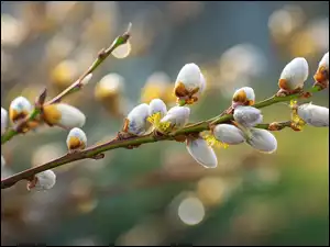 Wierzba, Bazie, Gałązki, Grafika AI