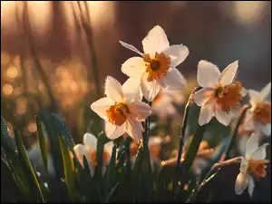 Grafika AI, Narcyzy, Kwiaty