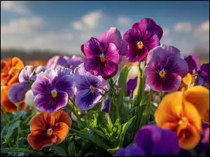 Kolorowe bratki w słonecznym blasku w grafice AI