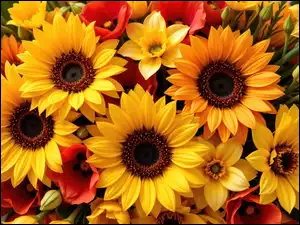 AI, Kwiaty, Słoneczniki ozdobne