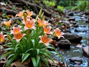 Kamienie, Pomarańczowe, Lilie, Strumyk