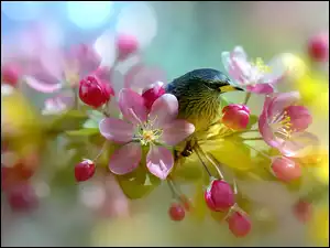 Szpak w różowych kwiatach kwitnącej jabłoni