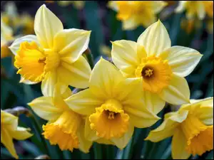 Zbliżenie, Kwiaty, Narcyzy żonkile