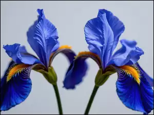 Irysy, Dwa, Rozkwitnięte, Niebieskie