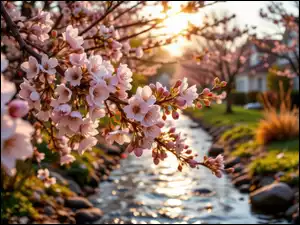 Gałązki, Drzewo owocowe, Kwiaty, Światło słoneczne, Różowe, Strumyk