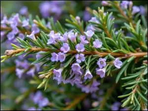 Drobne, Gałązki, Fioletowe, Rozmaryn, Kwiaty