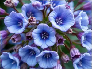 Rozwinięte, Zbliżenie, Kwiaty, Niebieskie, Pąki