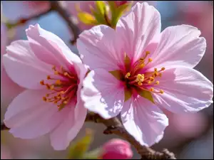 Grafika AI, Kwiaty, Różowe, Gałązka