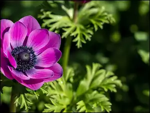 Kwiat, Anemon, Zawilec, Purpurowy