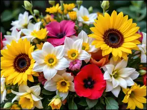 Maki, Bukiet, Słoneczniki, Kwiaty, Narcyzy