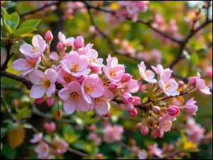 Różowe, Grafika AI, Gałązka, Okwiecona, Kwiaty