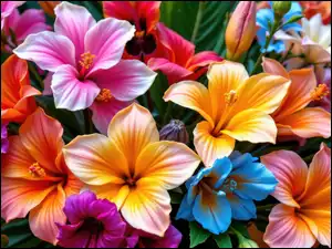 Zbliżenie, Kolorowe, Kwiaty