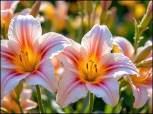 Lilie, Biało-różowe, Dwie