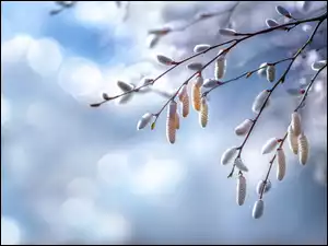 Wierzbowe gałązki z baziami na tle nieba