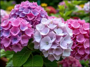 Zbliżenie, Różowe, Fioletowe, Hortensje