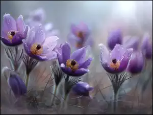 Sasanki, Grafika AI, Fioletowe, Mokre, Kwiaty