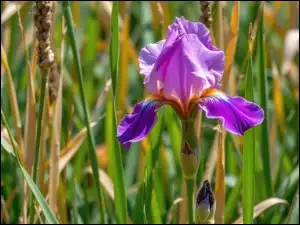 Trawa, Fioletowy, Irys