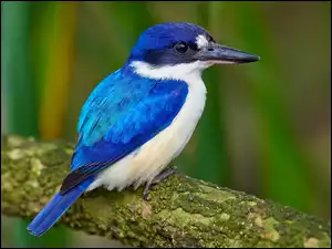 Łowczyk obrożny, Drzewo, Łowiec, Ptak, Konar