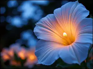 Tło, Biały, Kwiat, Ciemne