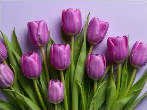 Tło, Fioletowe, Tulipany