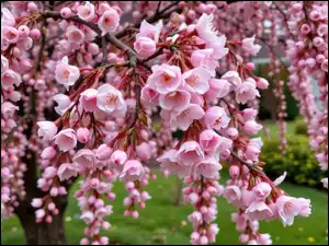 Kwiaty, Drzewo owocowe, Gałązki, Różowe