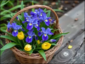 Żółte tulipany i niebieskie irysy w koszyku na starej ławce