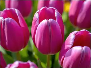 Zbliżenie, Ciemnoróżowe, Tulipany, Kwiaty