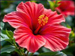 Hibiskus, Zbliżenie, Kwiat, Czerwony, Listki