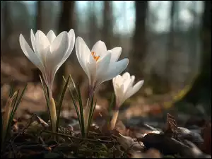 Grafika AI, Białe, Krokusy