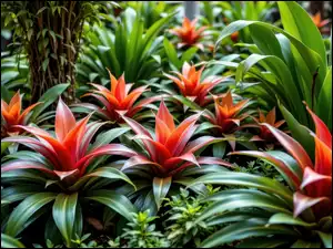 Bromelia, Rośliny, Kwiaty