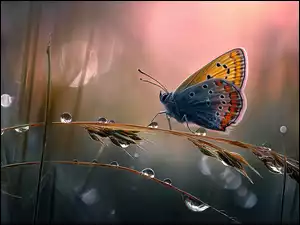 Krople, Grafika AI, Źdźbła, Motyl, Trawa