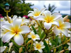 Grafika AI, Plumeria, Biało-żółte, Kwiaty