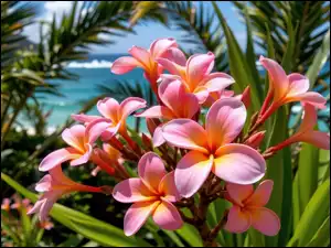 Grafika AI, Plumeria, Kwiaty