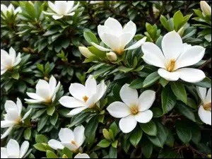 Białe, Magnolia, Gałązki, Krzew, Kwiaty, Listki