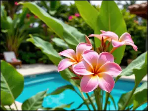 Grafika AI, Różowa, Plumeria, Kwiaty
