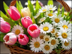 Margerytki, Koszyk, Tulipany, Kwiaty, Wiklinowy