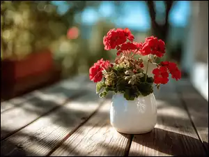 Czerwone pelargonie w białej donicy na rozświetlonych deskach