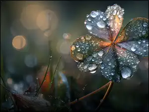 Koniczyna, Czterolistna, Rosa, AI, Krople, Grafika